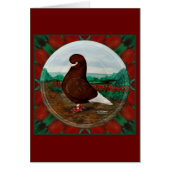 Tumbler Red Beard Pigeon (Front)