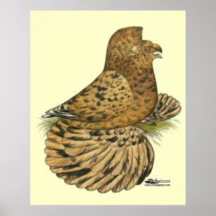 Tumpeter Pigeon Almond Poster
