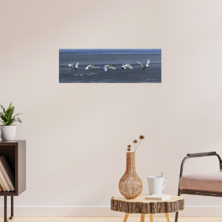 Tundra Swan Icy Takeoff Poster