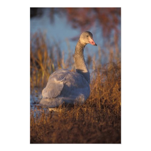 Tundra Swan or Whistling swan nesting 1002 Photo Print