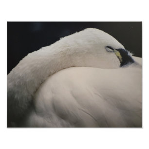 Tundra Swan sleeping Photo Enlargement Print