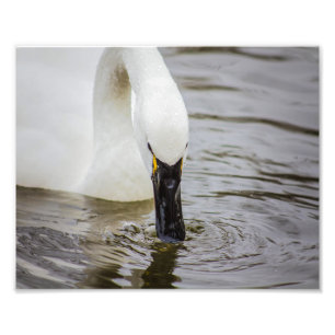 Tundra Swan Swimming Closeup Photo Print