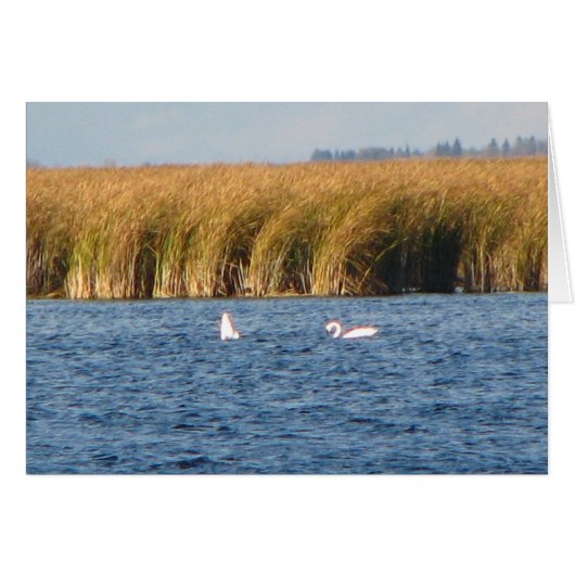 Tundra Swans Cards (Front Horizontal)