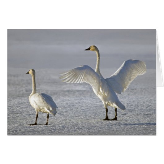 Tundra Swans (Cygnus columbianus) (Front Horizontal)