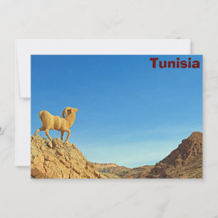 Tunisia goat statue Card