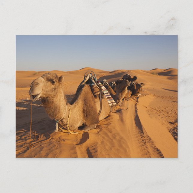 Tunisia, Ksour Area, Ksar Ghilane, Grand Erg 5 Postcard (Front)