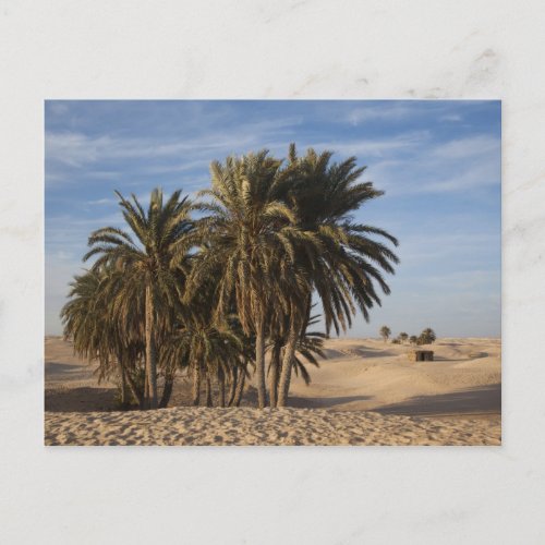 Tunisia Sahara Desert Douz Great Dune palm Postcard