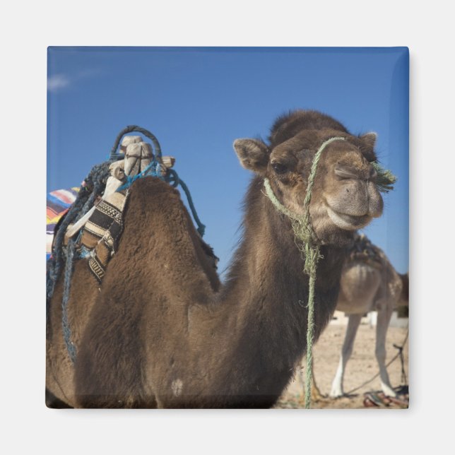 Tunisia, Sahara Desert, Douz, Zone Touristique, Magnet (Front)
