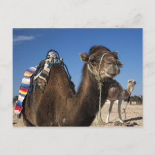 Tunisia, Sahara Desert, Douz, Zone Touristique, Postcard