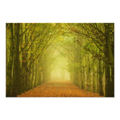 Tunnel of light in the forest photo print