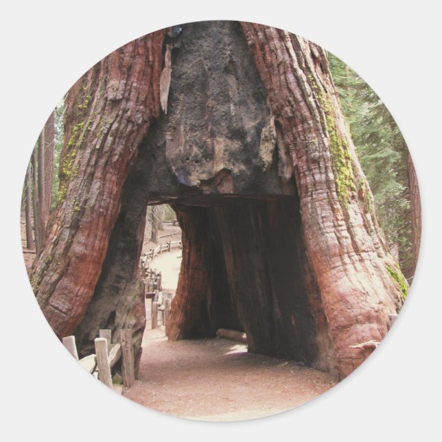 Tunnel Tree- Yosemite Classic Round Sticker (Front)