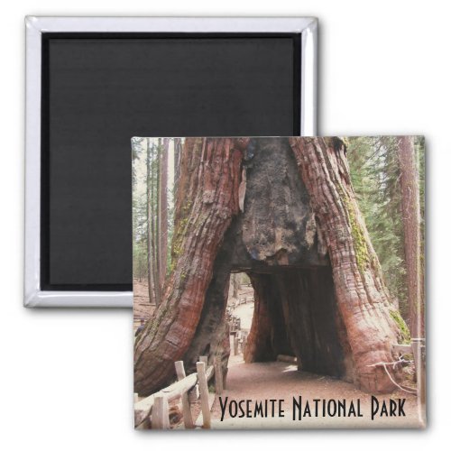 Tunnel Tree_ Yosemite Magnet