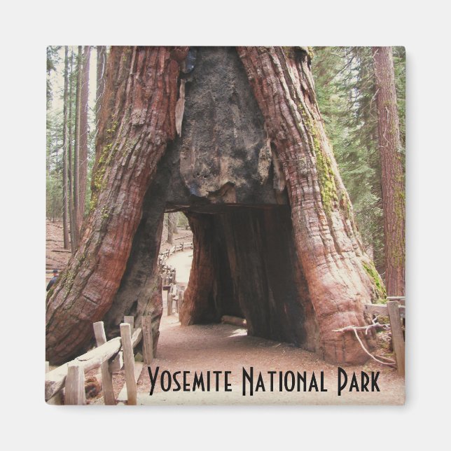 Tunnel Tree- Yosemite Magnet (Front)