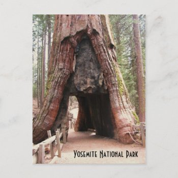 Tunnel Tree- Yosemite Postcard by quetzal323 at Zazzle