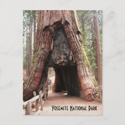 Tunnel Tree_ Yosemite Postcard
