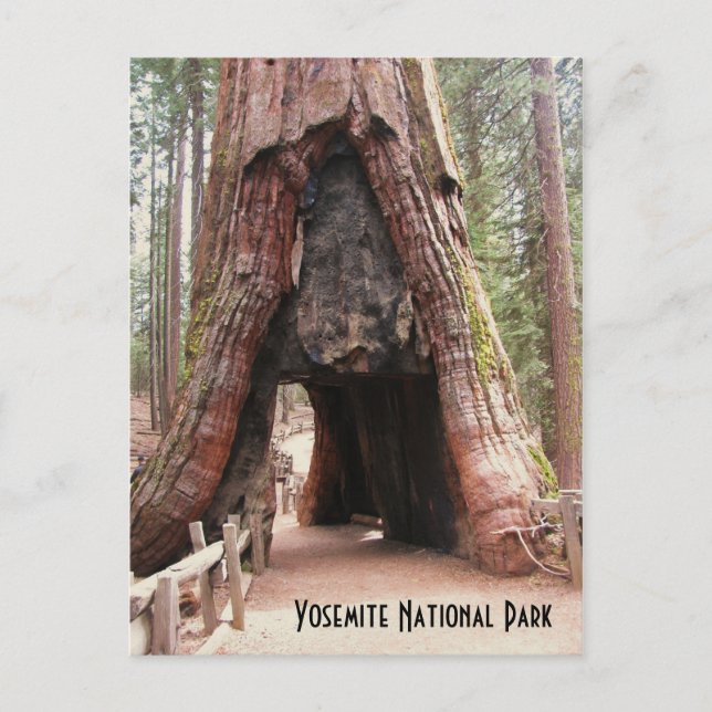 Tunnel Tree- Yosemite Postcard (Front)