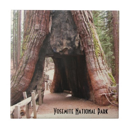 Tunnel Tree_ Yosemite Tile
