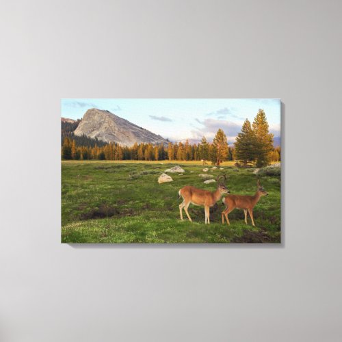 Tuolumne Meadow Yosemite Canvas Print