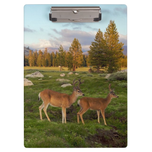 Tuolumne Meadow, Yosemite Clipboard (Front)