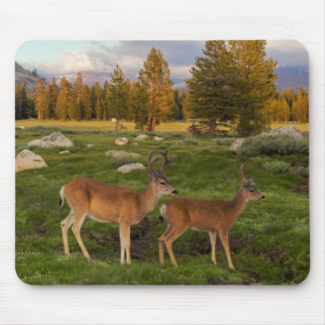 Tuolumne Meadow, Yosemite Mouse Pad (Front)