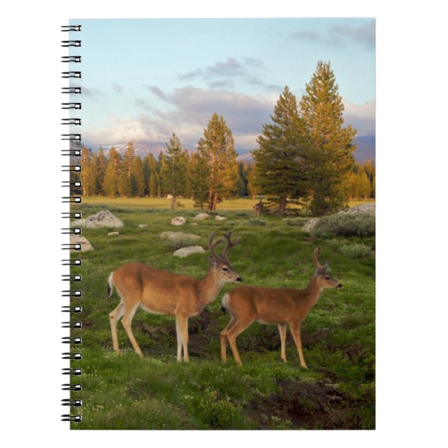 Tuolumne Meadow, Yosemite Notebook (Front)