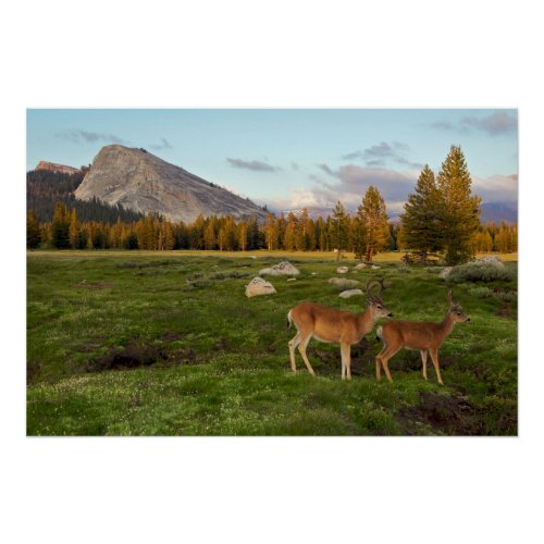 Tuolumne Meadow Yosemite Poster