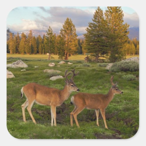 Tuolumne Meadow Yosemite Square Sticker