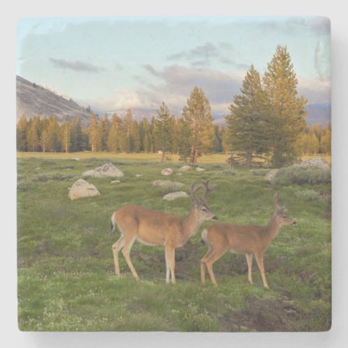 Tuolumne Meadow Yosemite Stone Coaster