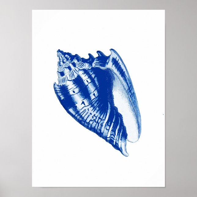 Turban Conch Shell, Indigo Blue and White Poster (Front)