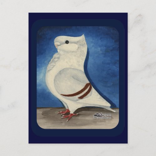 Turbit Pigeon 1979 Postcard