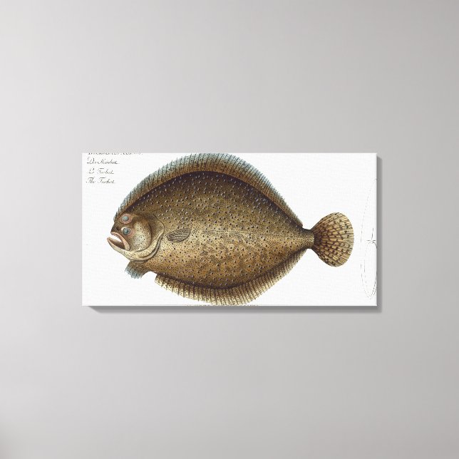 Turbot (Pleuronectes Maximus) plate XLIX from 'Ich Canvas Print (Front)
