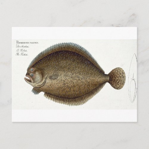 Turbot Pleuronectes Maximus plate XLIX from Ich Postcard