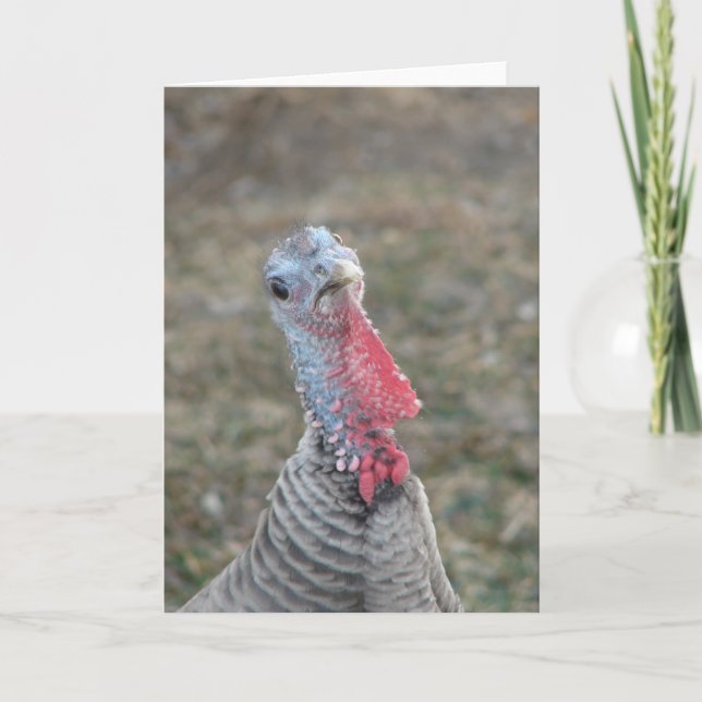 Turk, Turk the Turkey Hen Card (Front)