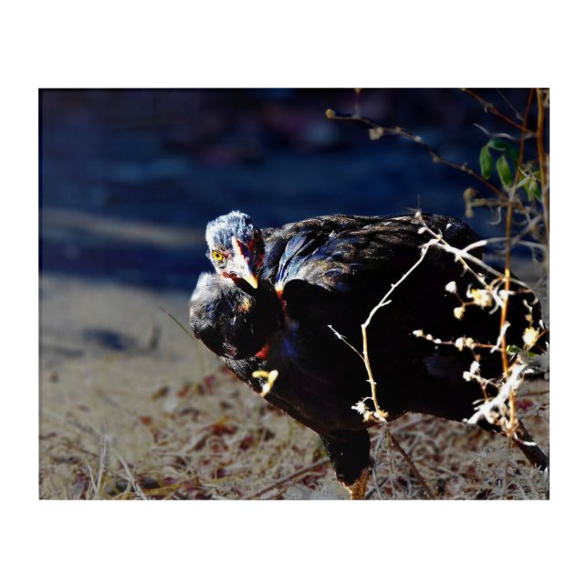 Turken Portrait Acrylic Print (Front)