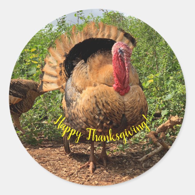 Turkey Animal Thanksgiving Classic Round Sticker (Front)
