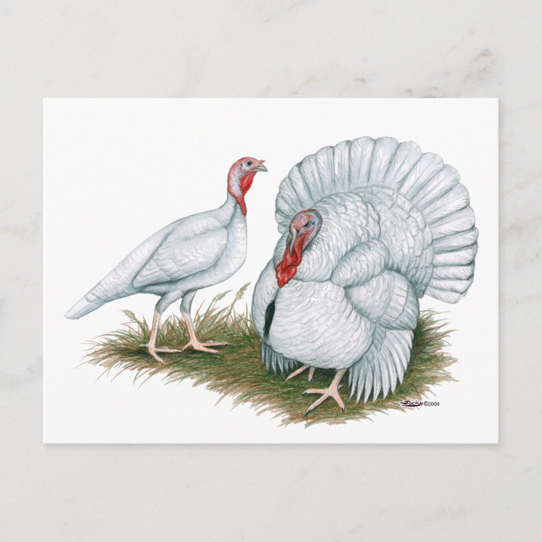 Turkey Beltsville Small White Postcard Zazzle