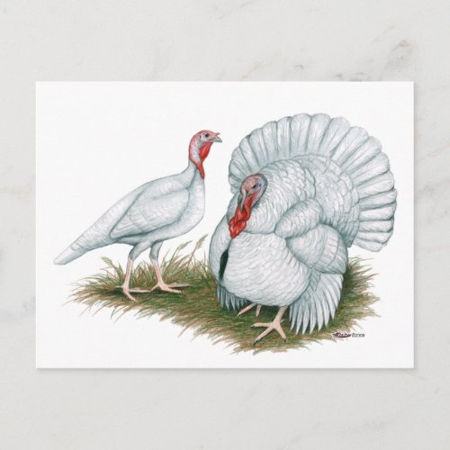 Turkey  Beltsville Small White Postcard