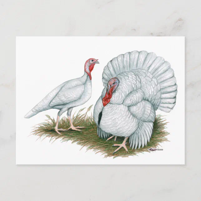 Turkey Beltsville Small White Postcard Zazzle