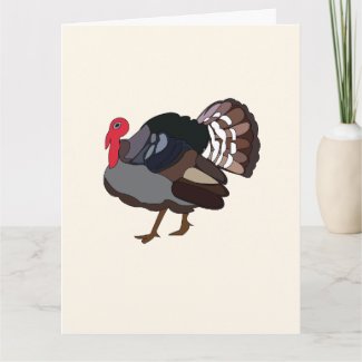 Turkey Bird Turkey