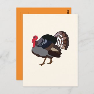 Turkey Bird Turkey