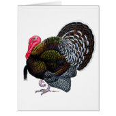 Turkey:  Bronze Tom (Front)