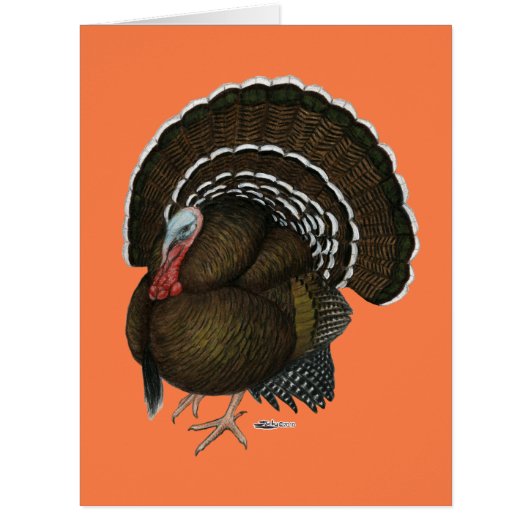 Turkey Bronze Tom (Front)