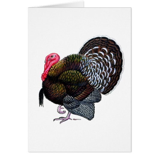 Turkey: Bronze Tom Cards (Front)