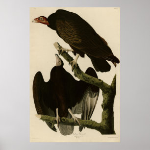 Turkey Buzzard from Audubon's Birds of America Poster