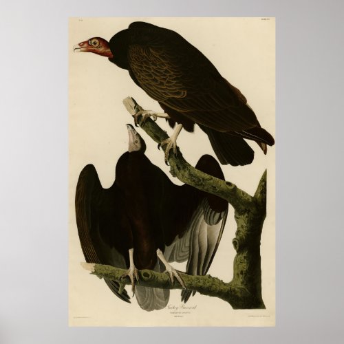 Turkey Buzzard from Audubons Birds of America Poster