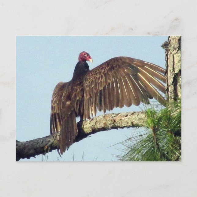 Turkey Buzzard Vulture  Postcard (Front)