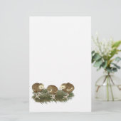 Turkey Chocolate Poults (Standing Front)
