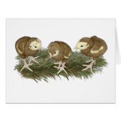 Turkey Chocolate Poults (Front Horizontal)