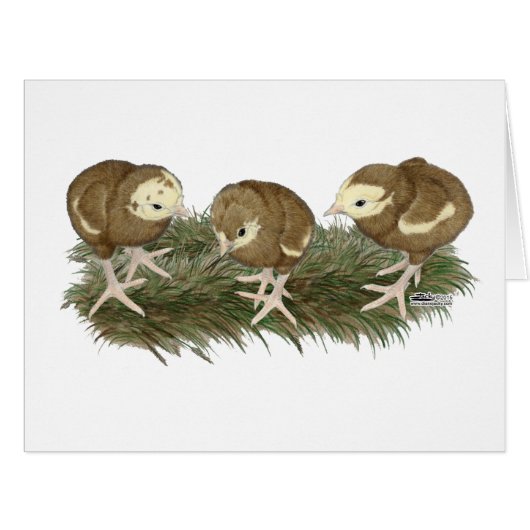 Turkey Chocolate Poults (Front Horizontal)