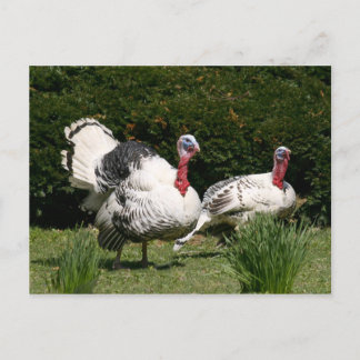 Turkey couple postcard